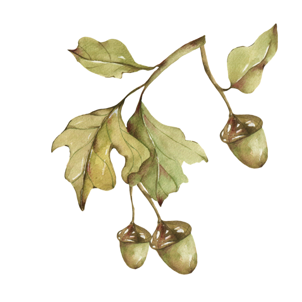 Bellota, el alimento de la Dehesa